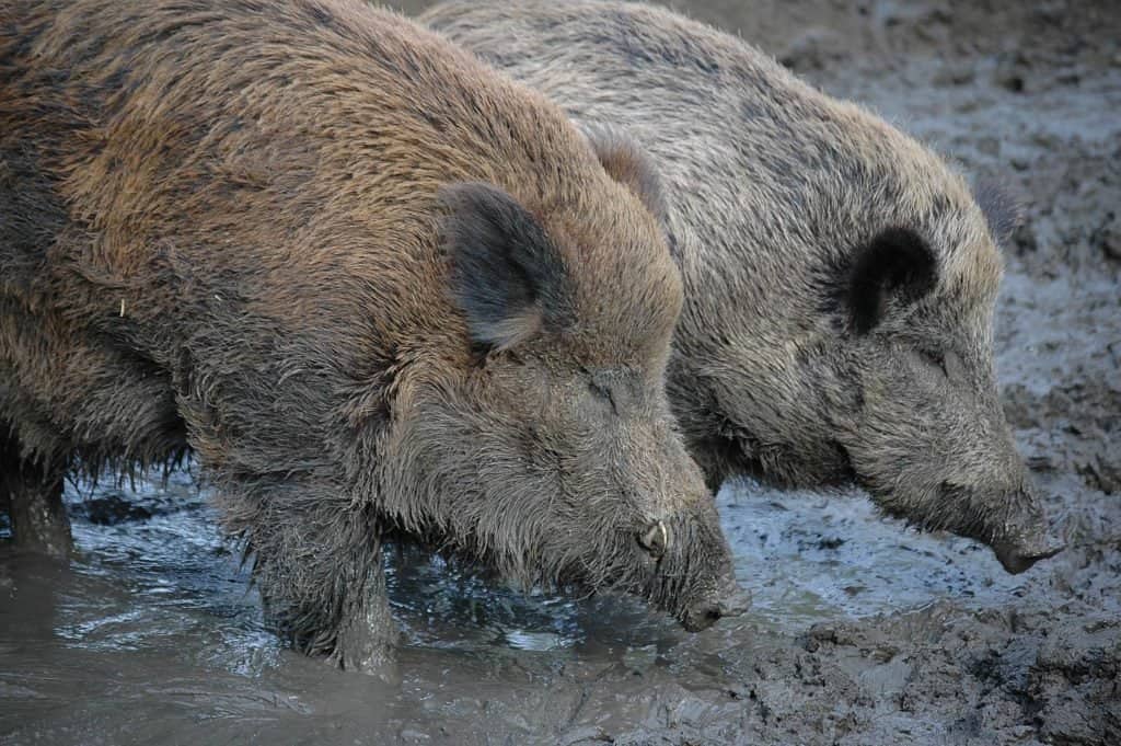 Wild Boar vs Pig: What are the Differences? - Unianimal