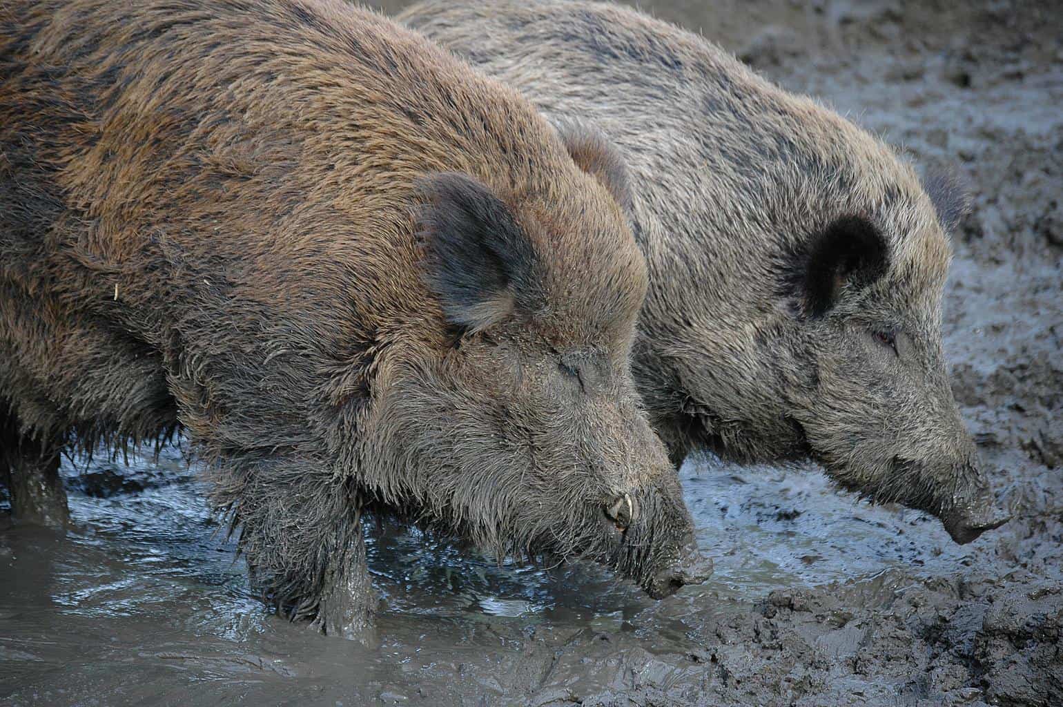 Wild Boar Animal Facts Sus Scrofa AZ Animals