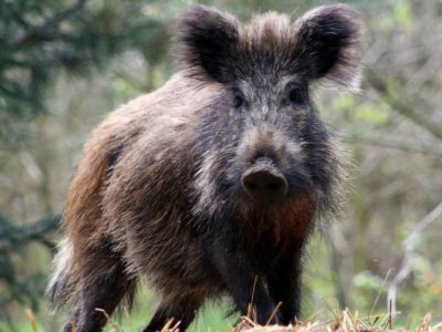 A Wild Boars in California: Where Do They Live and Are They Dangerous?