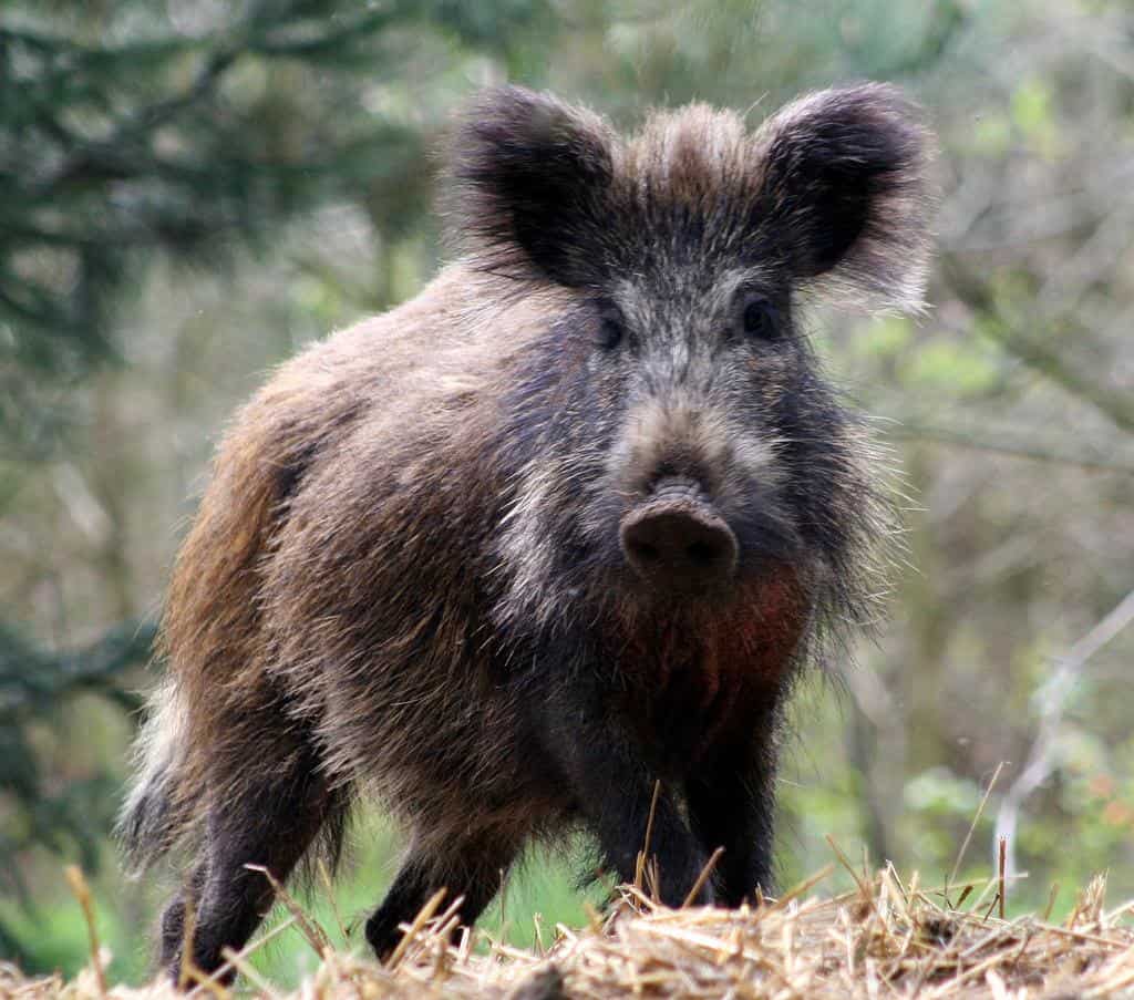 Wild Boar Does Hulk Impression and Demolishes Metal Security Gate - AZ ...