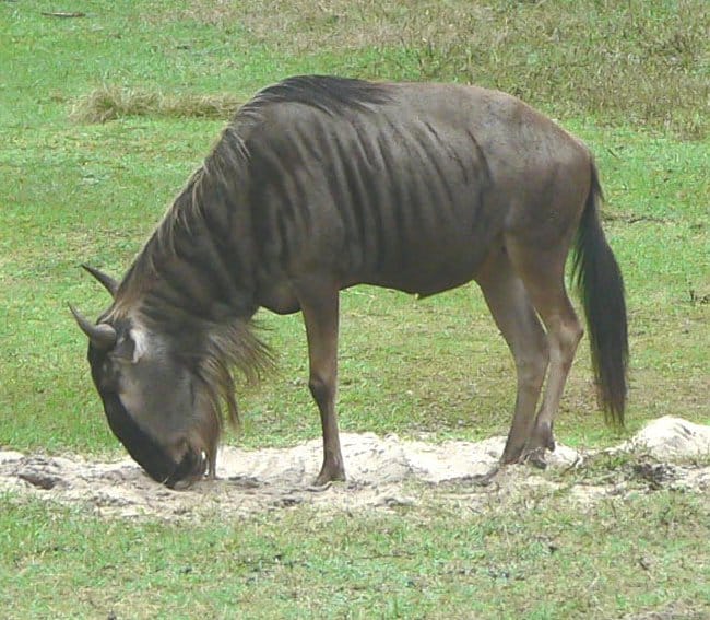 wildebeest1