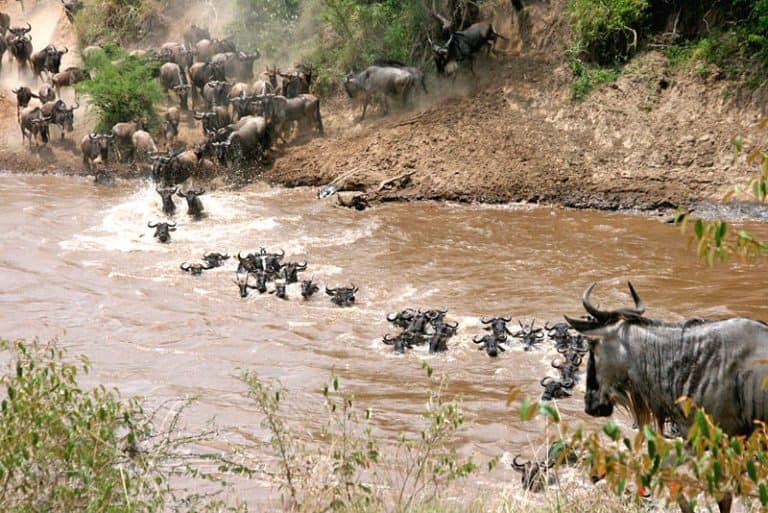 Wildebeest (Connochaetes taurinus) crossing Mara river.