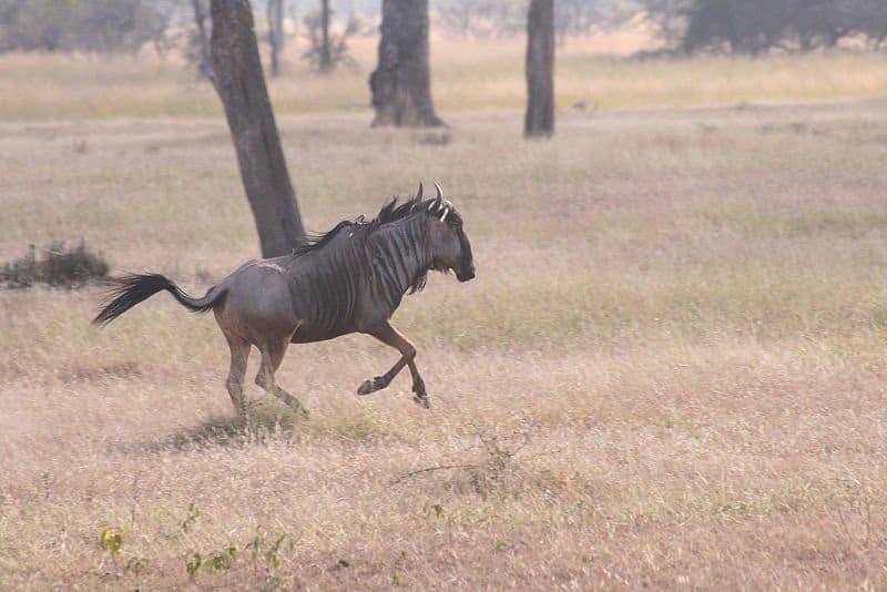 Wildebeest Running