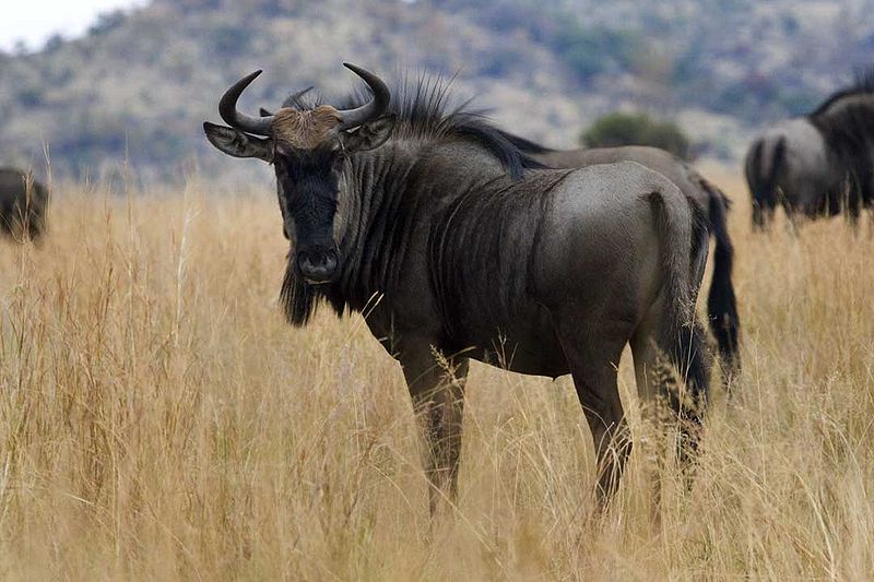 Wildebeest Grazing For Food