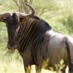 Wildebeest