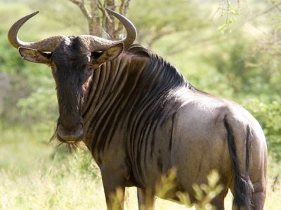 Wildebeest Picture