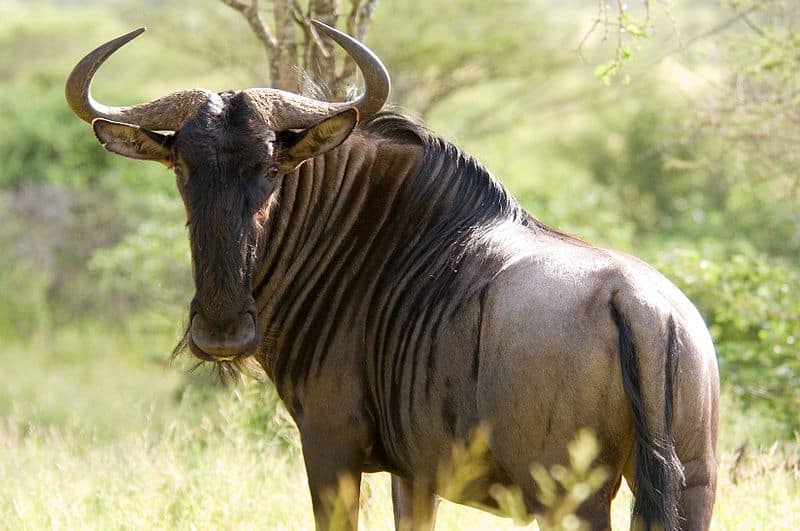 A wildebeest shows his brute force strength by showing off his stance