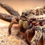 Wolf spiders don’t bite unless continually provoked or cornered.
