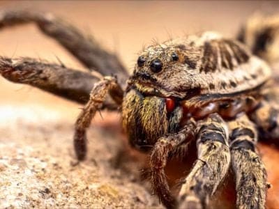 A Wolf Spider Bite Treatment: What To Do if You’re Bit by a Wolf Spider