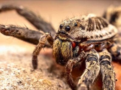 Wolf Spider Picture