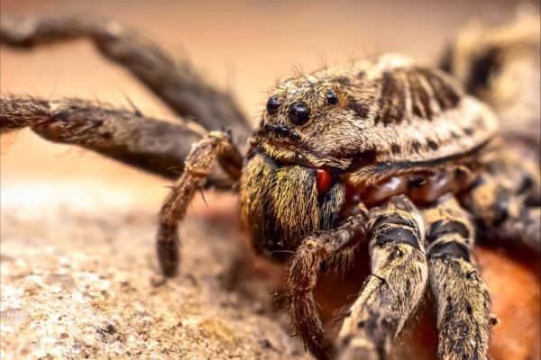 Wolf spiders don’t bite unless continually provoked or cornered.