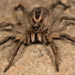 Wolf spiders can jump.
