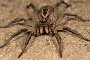 Do Wolf Spiders Jump or Swim? Picture