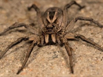 A Do Wolf Spiders Jump or Swim?