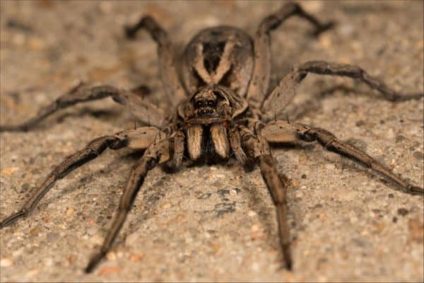 Wolf spiders can jump.