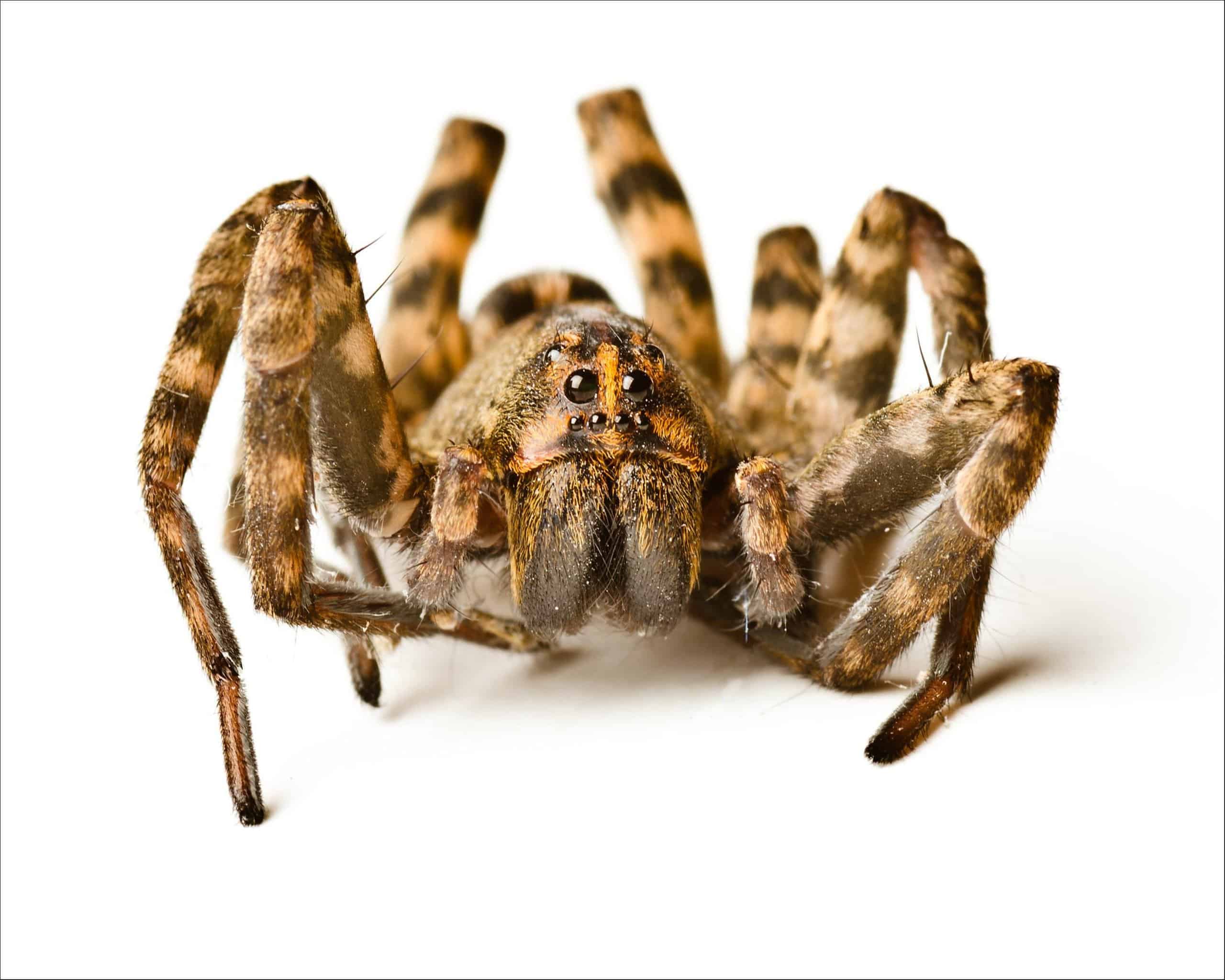 wolf spider images
