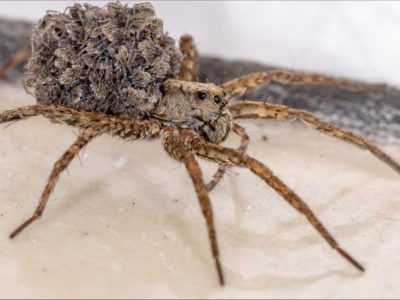 Wolf Spider Insect Facts | AZ Animals