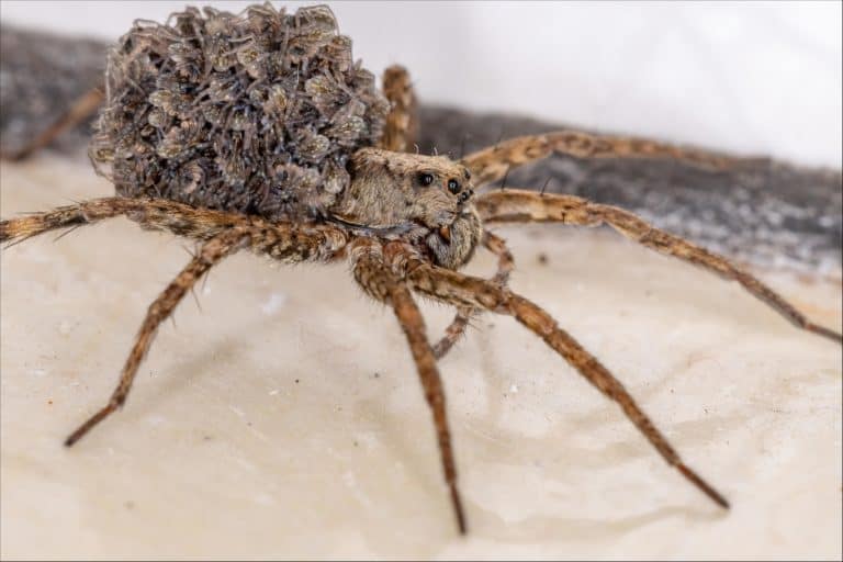 wolf spider with young on its back