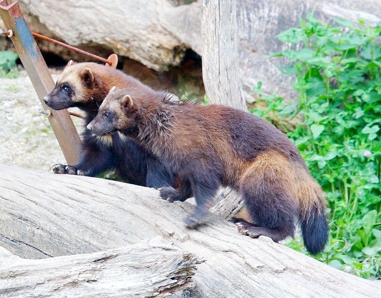 Wolverine Animal Facts | Gulo gulo - AZ Animals