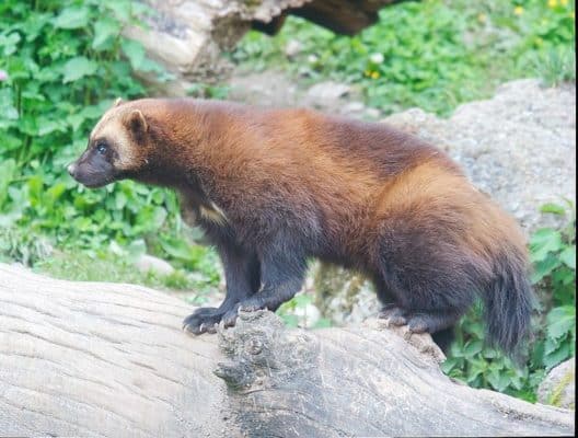 Wolverine Animal Pictures | A-Z Animals