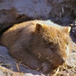 Wombat sleeping