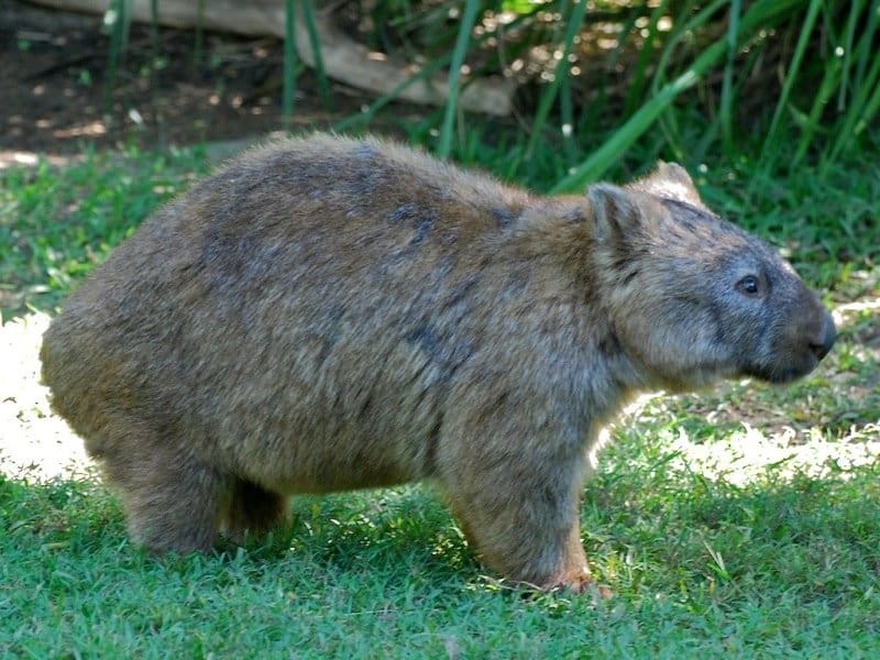 Wombat de pie en la hierba