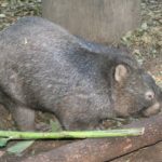 Borris the Womabat at Lone Pine Koala Sanctuary