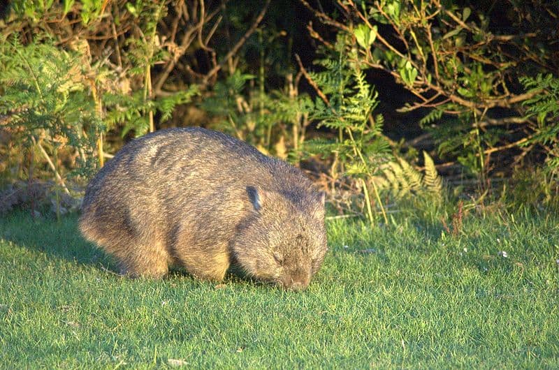 capybara vs wombat