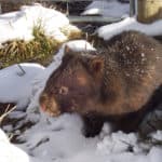 (Vombatus ursinus) Wombat in the snow.