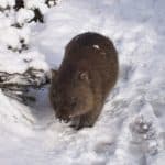 Wombat walking in snow in Cludle Moutain