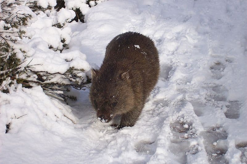 capybara vs wombat