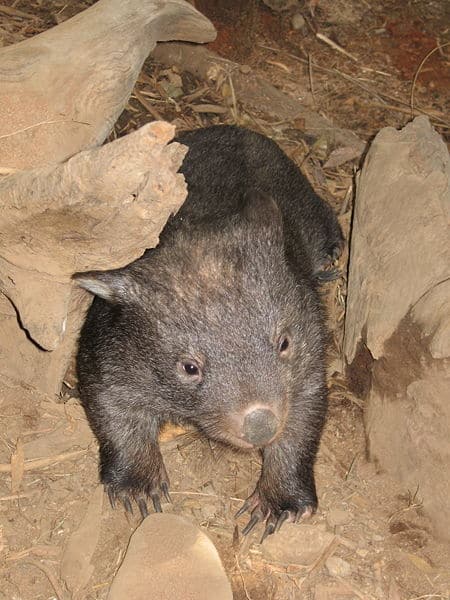 Wombat Animal Facts | Vombatus Ursinus - AZ Animals