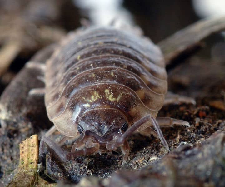 Woodlouse Insect Facts Oniscidea Az Animals