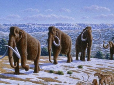 Woolly Mammoth Picture