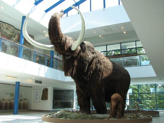 Woolly Mammoth vs Mastodon: What are the Key Differences? - A-Z Animals