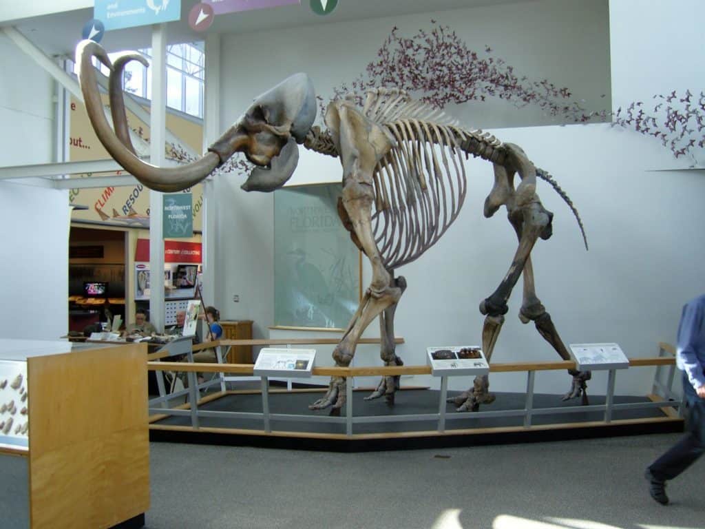 When did woolly mammoths go extinct? - Scientists are trying to bring them back using elephant DNA.