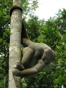 Brown Woolly Monkey, Taruma River, Brazil