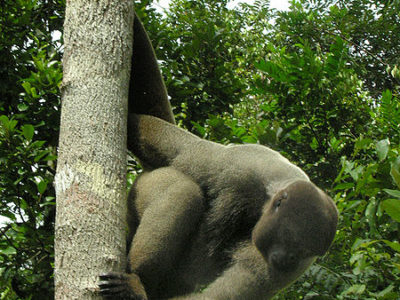 Woolly Monkey Picture