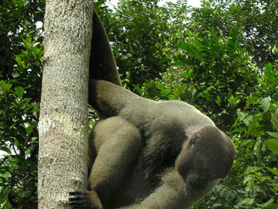 A Woolly Monkey