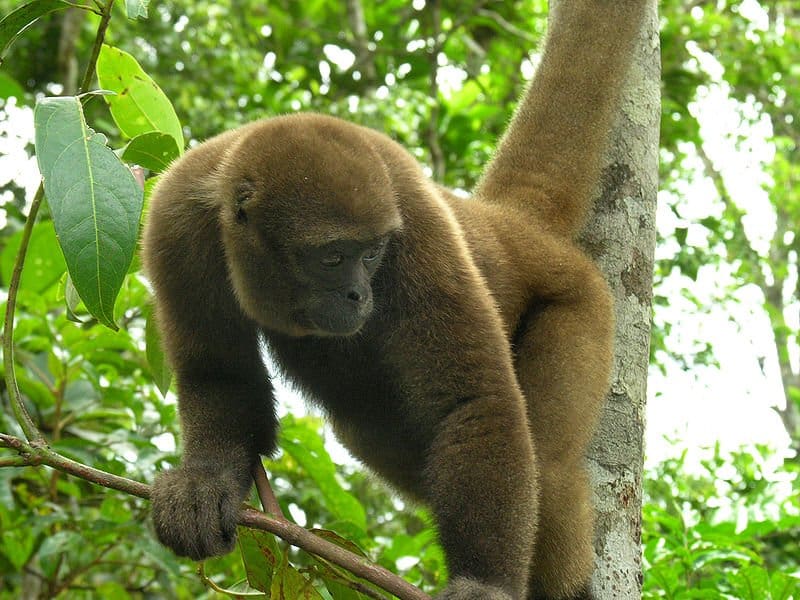 Brown Woolly Monkey (Lagothrix lagotricha) Taruma River, Brazil