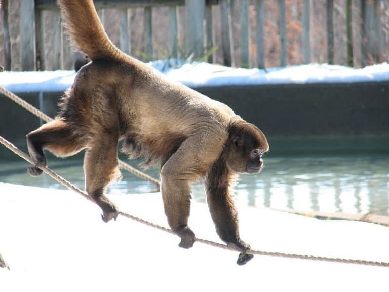 Woolly Monkey (Lagothrix lagotricha) walking on rope