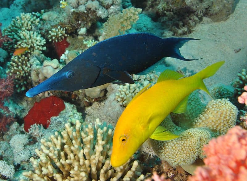 Green Birdmouth Wrasse swimming with Yellow Goatfish