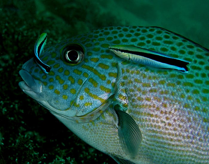 Sweetlips being cleaned by Cleaner Wrasse