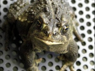 Wyoming Toad Picture