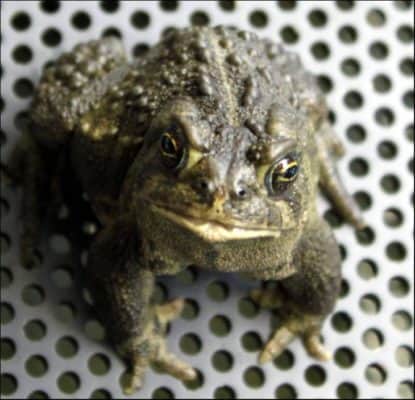 Wyoming Toad (anaxyrus Baxteri) 