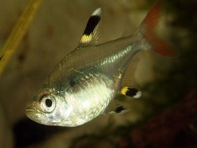 X-Ray Tetra Picture