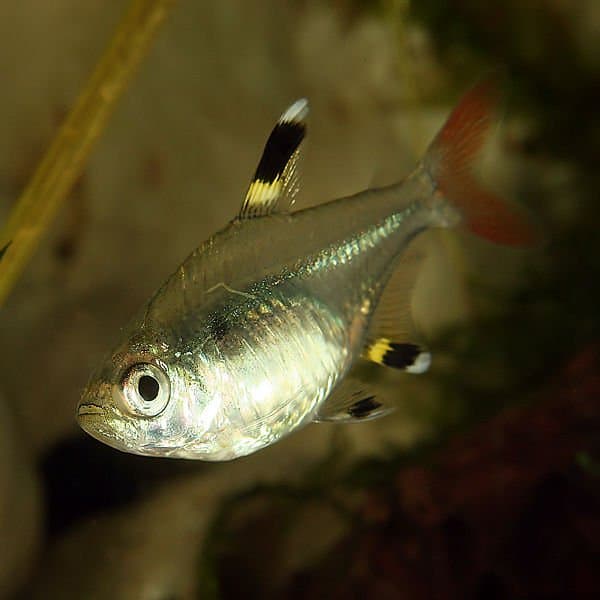 pregnant neon tetra eggs