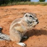 African ground squirrels