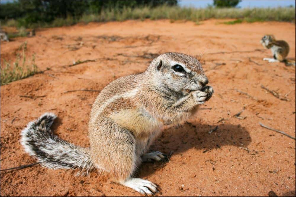 Xerus eating a seed