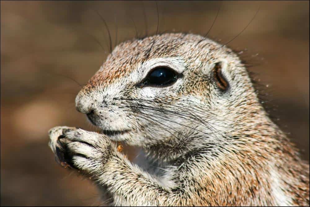 Close-up of Xerus eating a seed